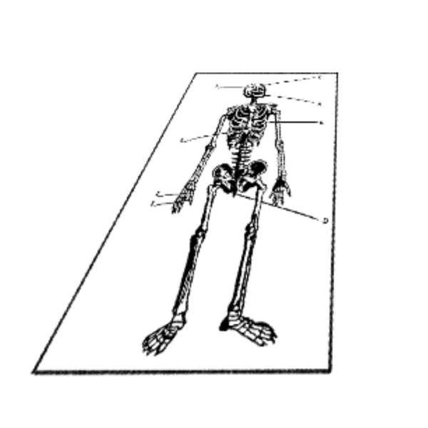Skeleton